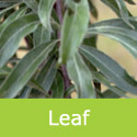 Mature Weeping Pear Tree Pyrus Salicifolia Pendula Leaf